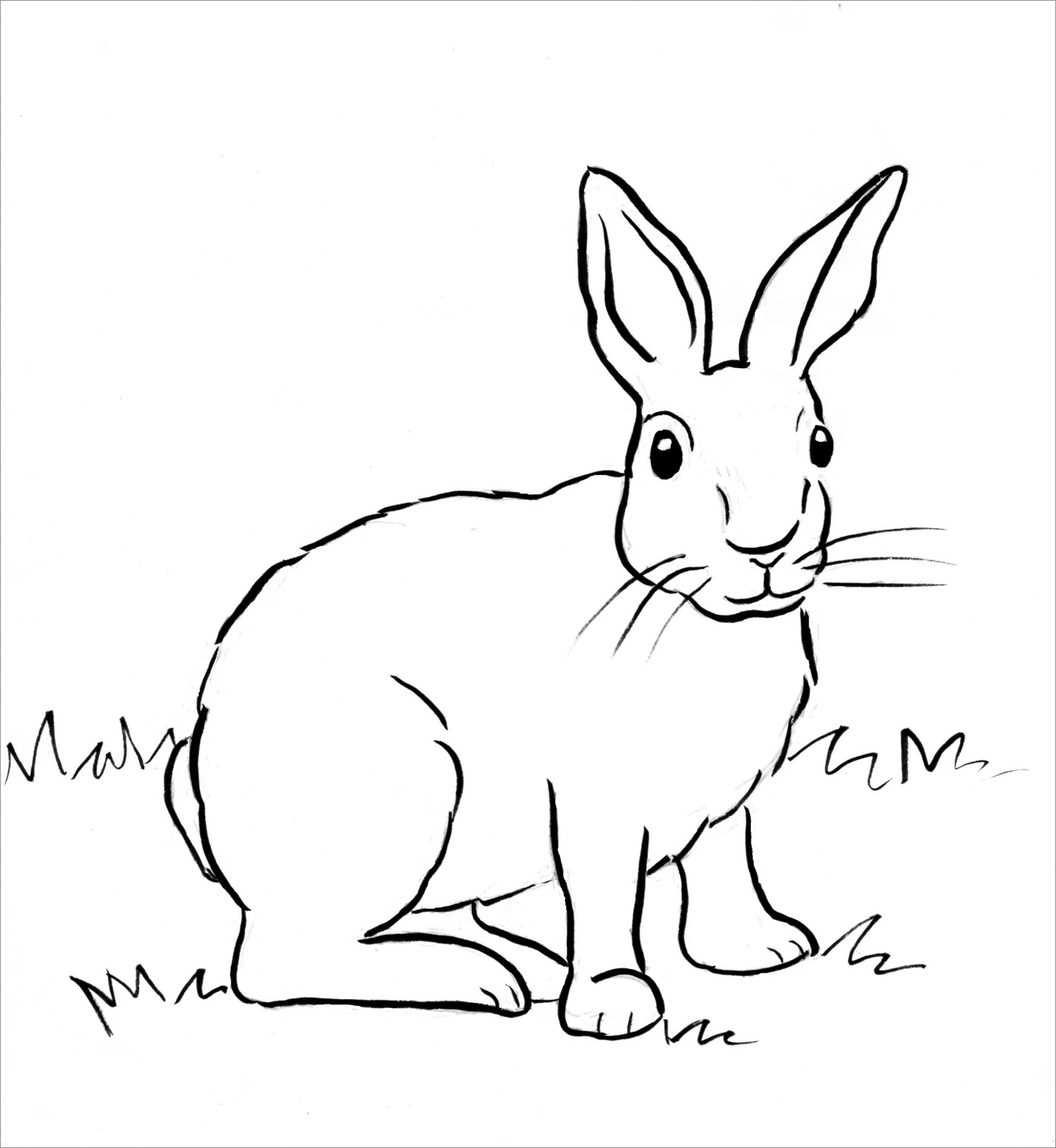 free printable rabbit pictures to color