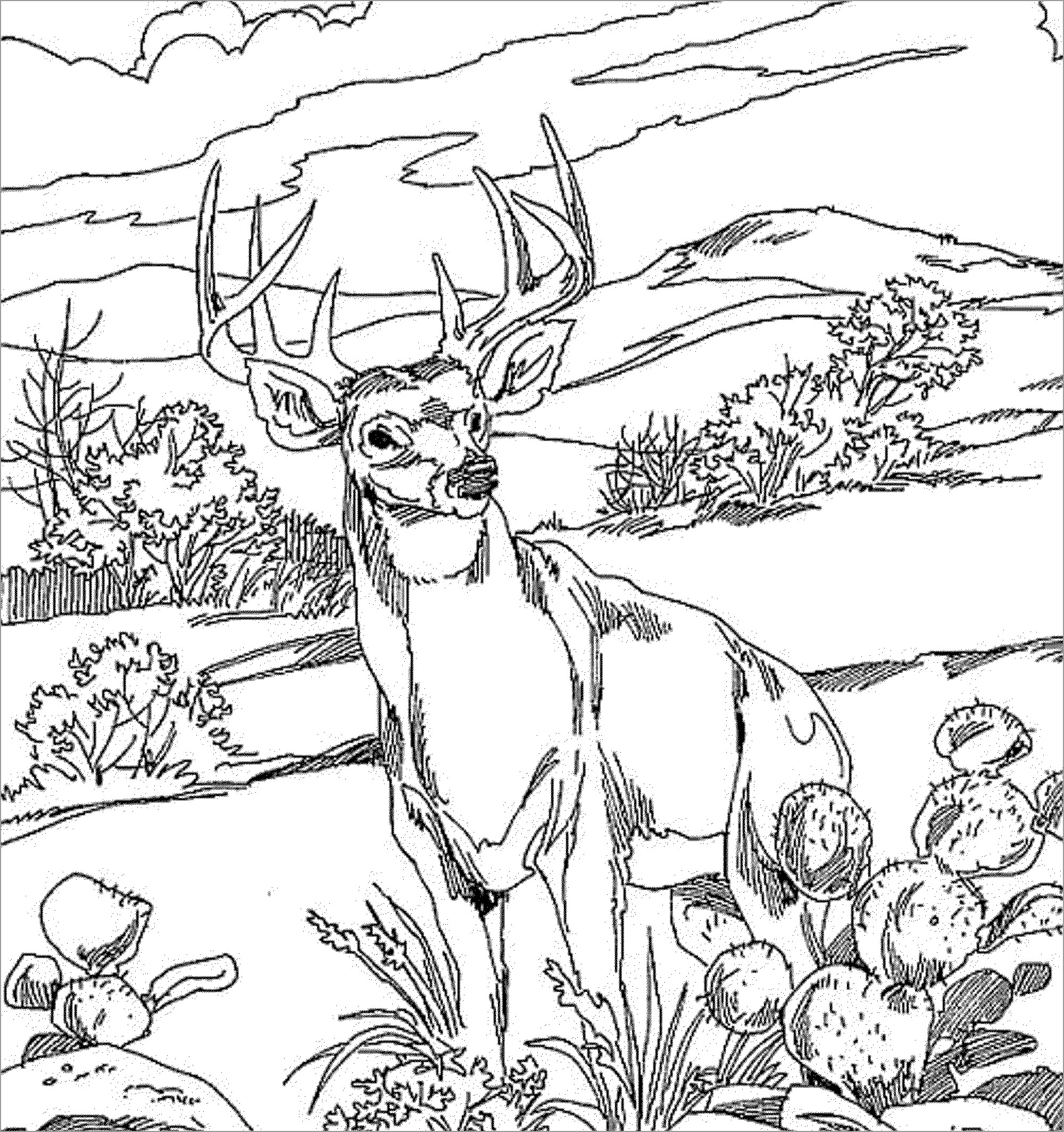 Color Page Deer