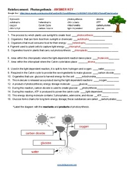 Reinforcement Photosynthesis Bee By Biologycorner TPT Worksheets 