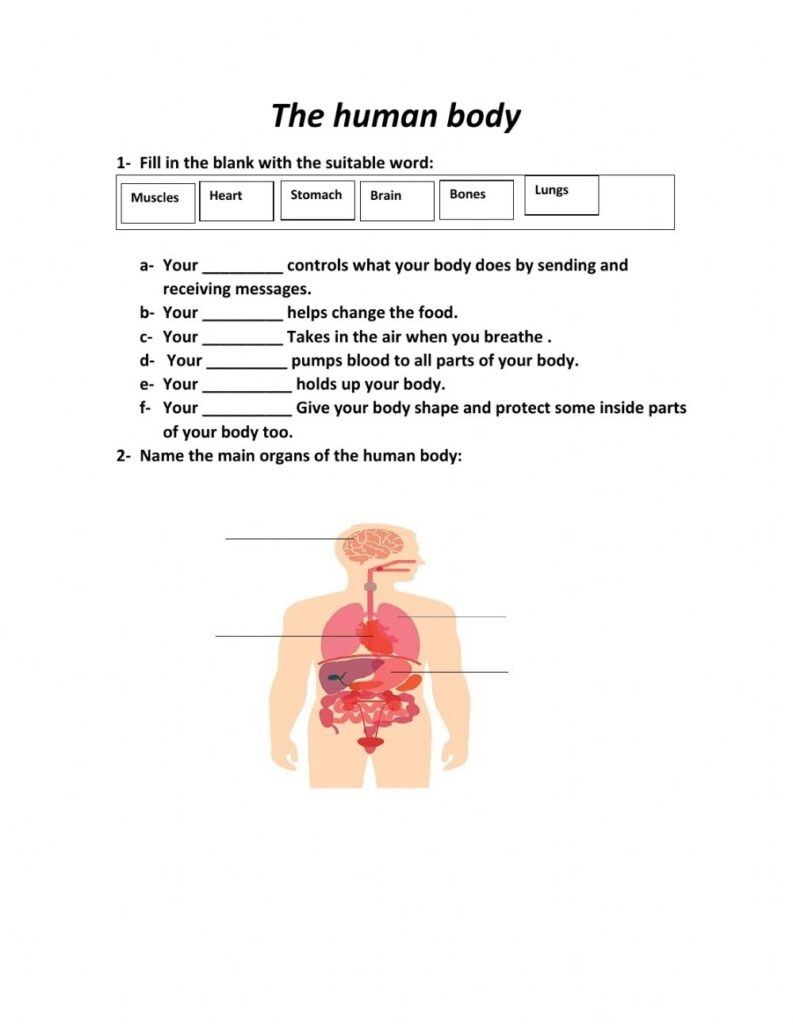 Science Human Body Worksheets Printable Worksheets