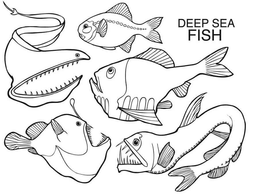 Sea Creature Templates Coloring Home