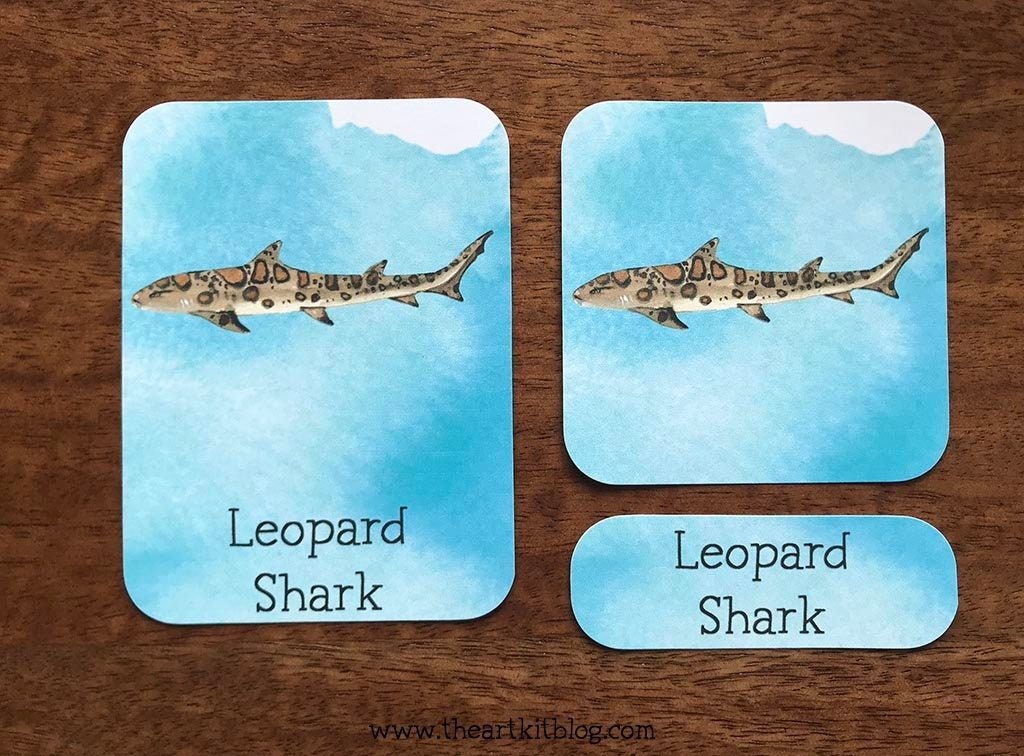 Shark 3 Part Cards PDF Montessori Nomenclature Card Classroom Decor 