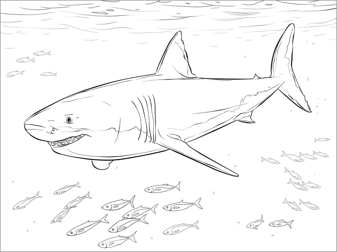 Coloring Page Shark