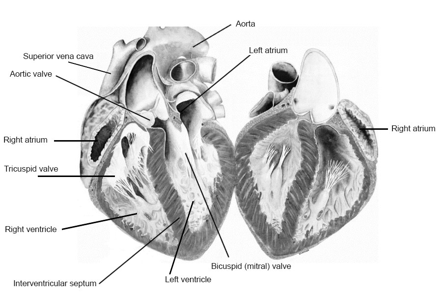 Sheep Heart Dissection A Step By Step Guide Worksheets Library
