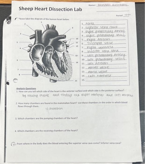 Sheep Heart Dissection A Step By Step Guide Worksheets Library