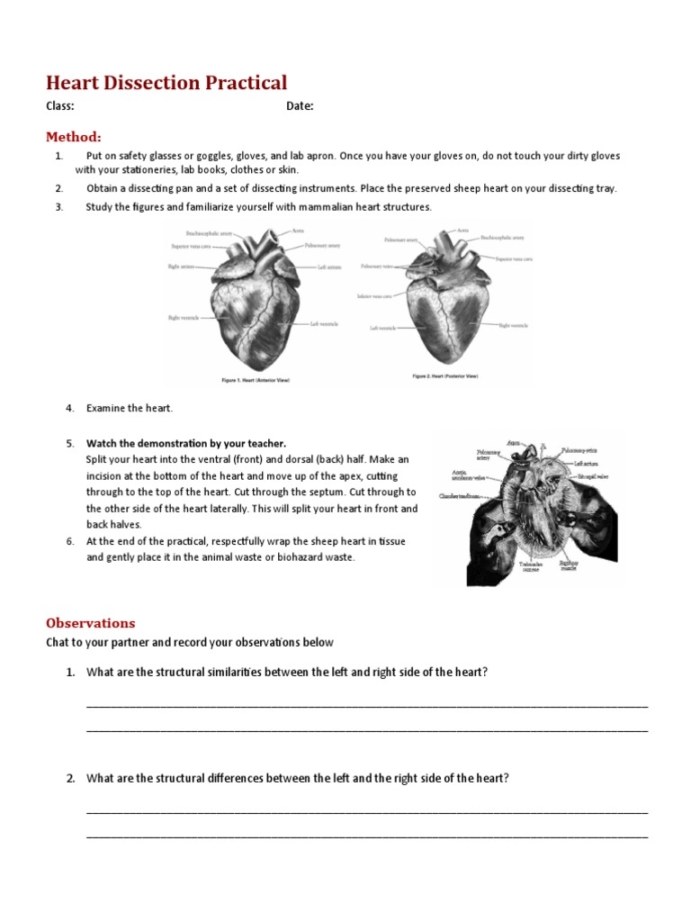 Sheep Heart Worksheets Library