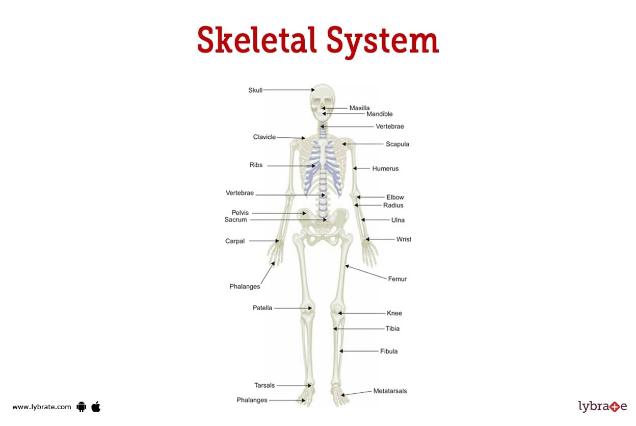 skeletal system labeled worksheet