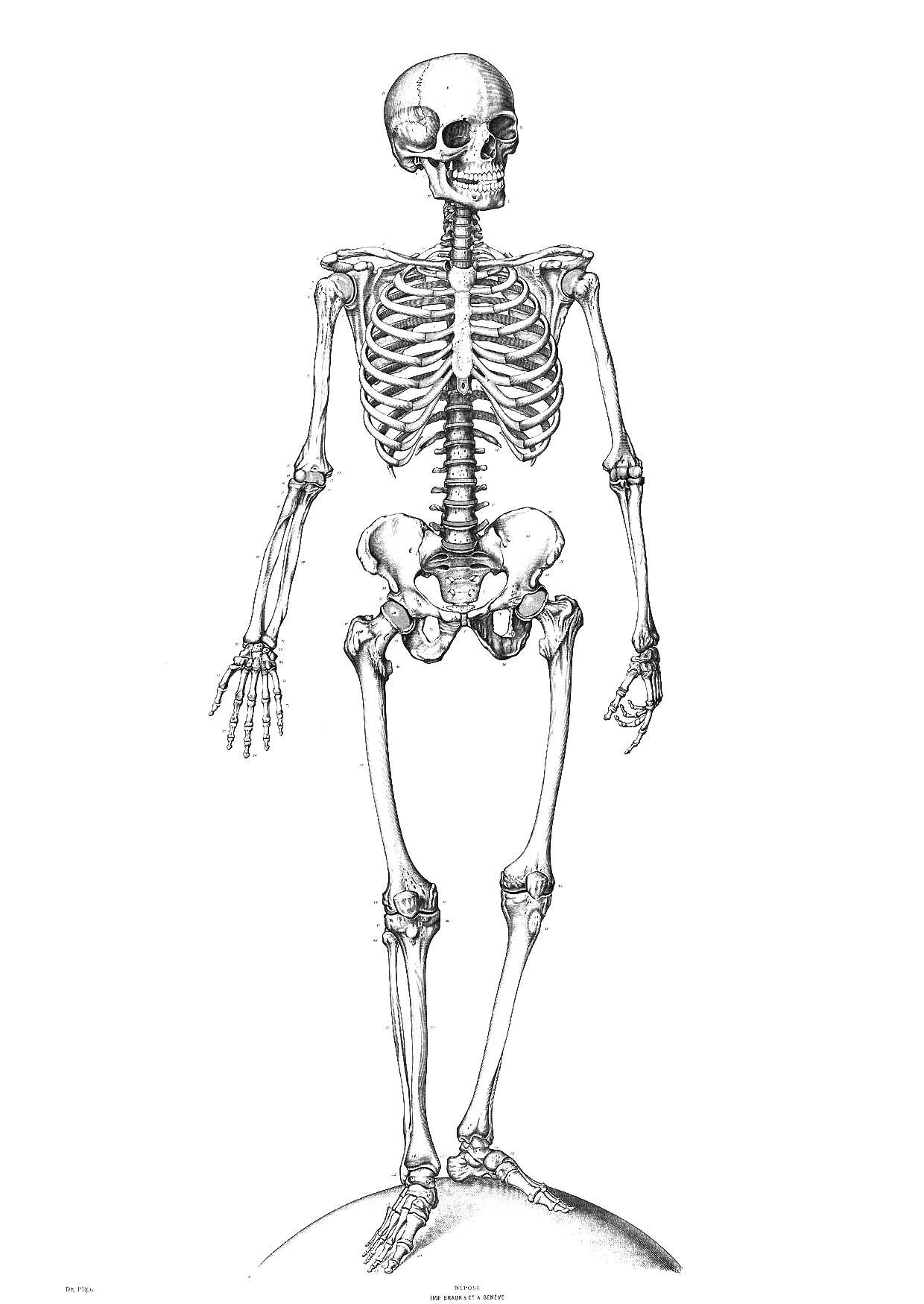 Skeleton Coloring Pages For Kids Coloring Home