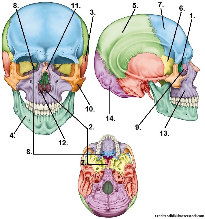 skeleton labeling worksheet
