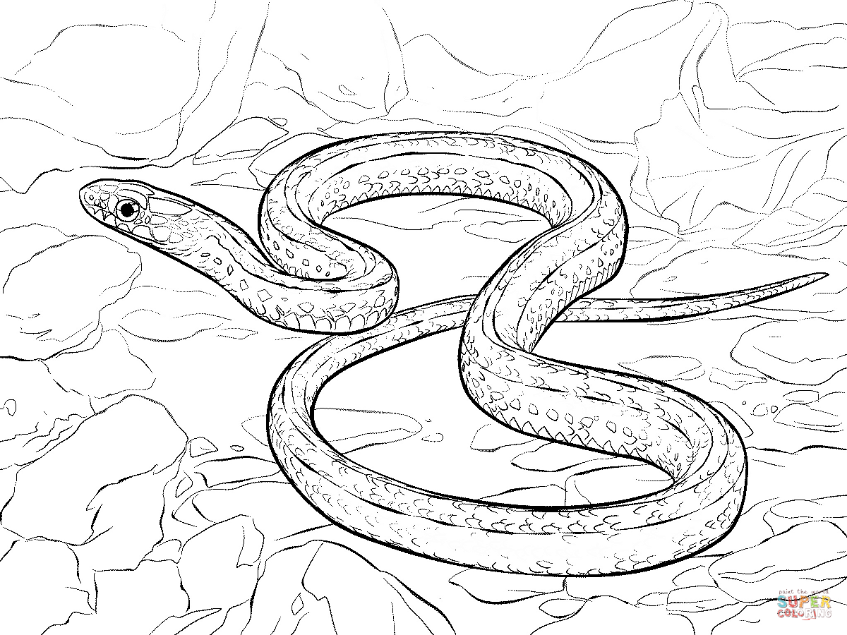 Snakes Coloring Pages Printable Coloring Home