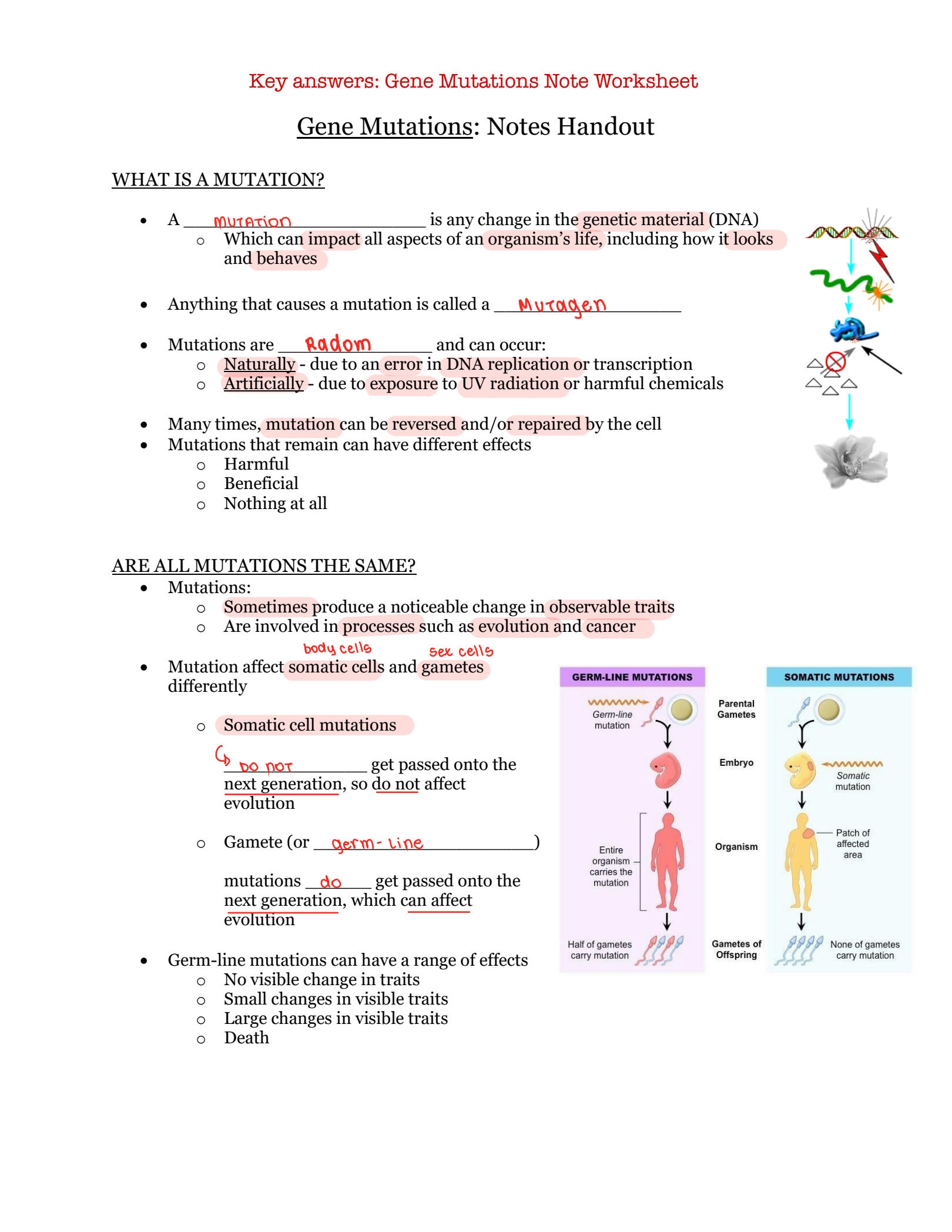 SOLUTION Gene Mutations Worksheet Answer Key Studypool 