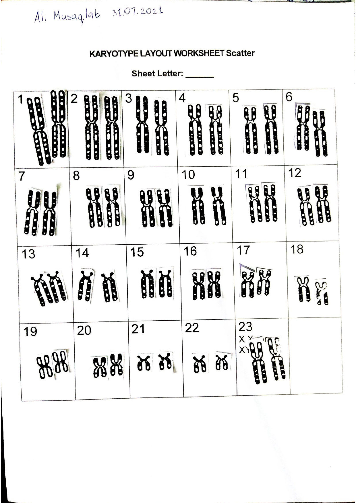 SOLUTION Karyotype Layout Worksheet Studypool Worksheets Library