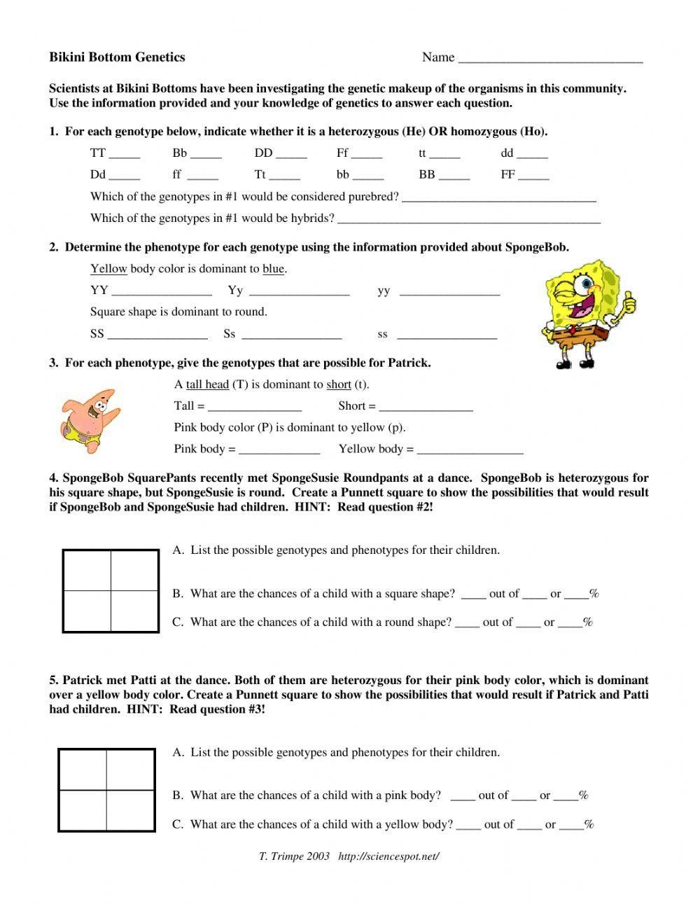 punnett square worksheets