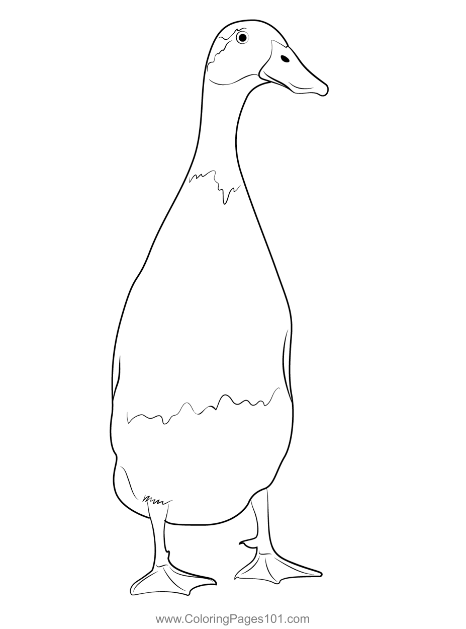 Coloring Pages Ducks