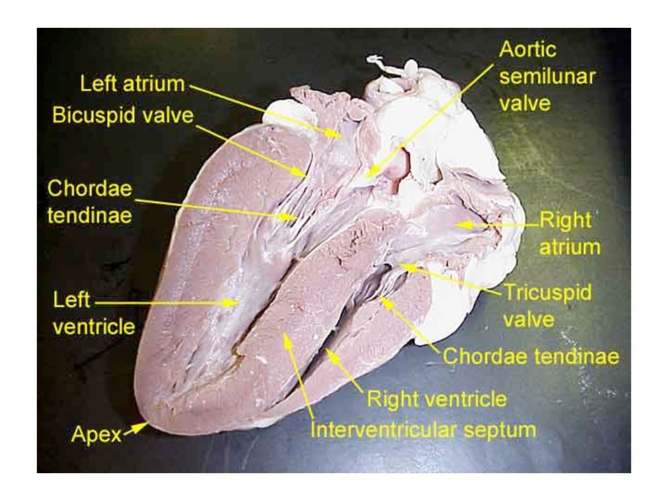 sheep heart dissection worksheet