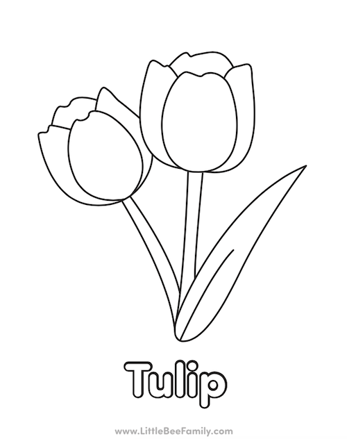 Tulip Coloring Page Little Bee Family