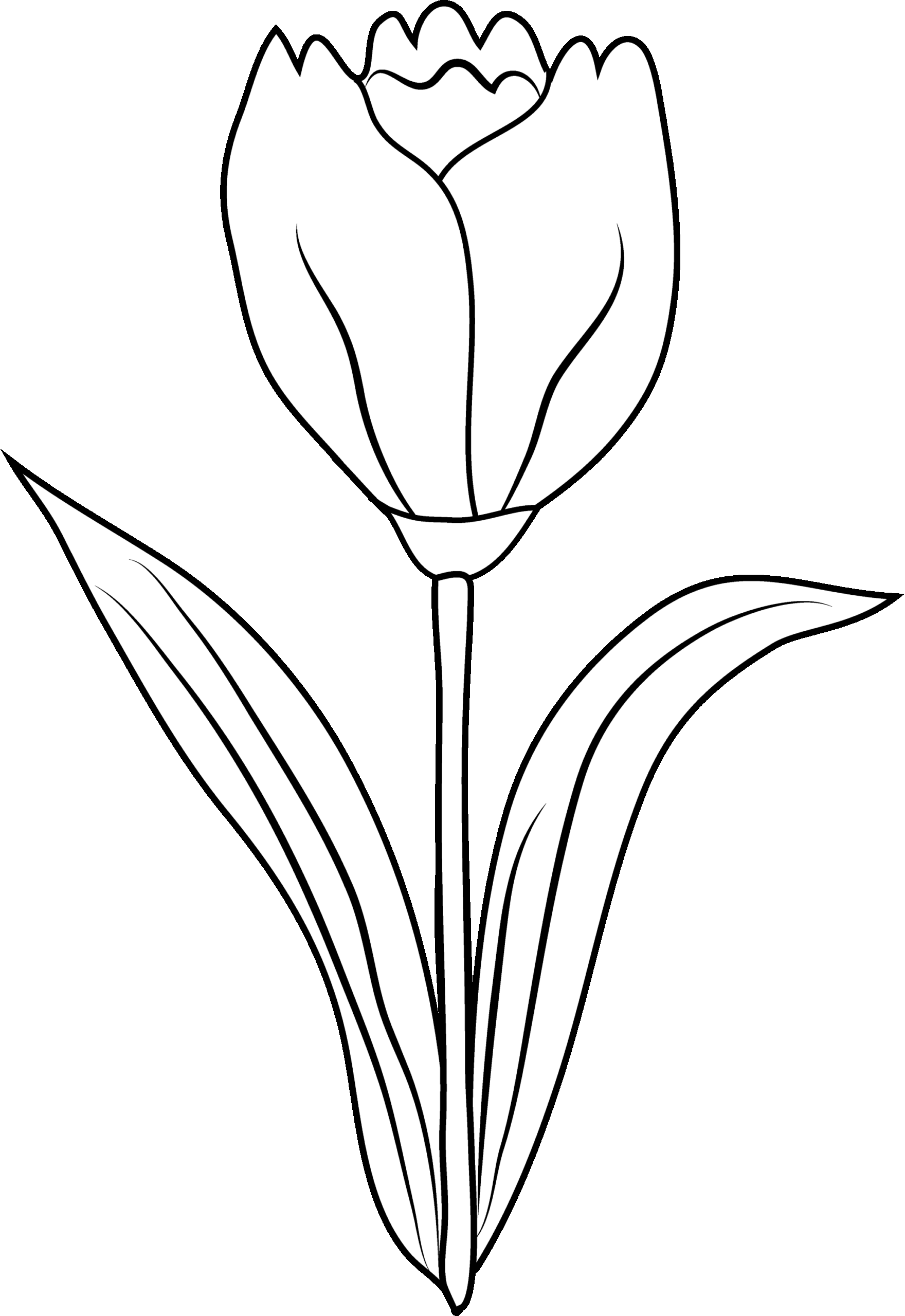 Tulip Flower Coloring Page Free Clip Art