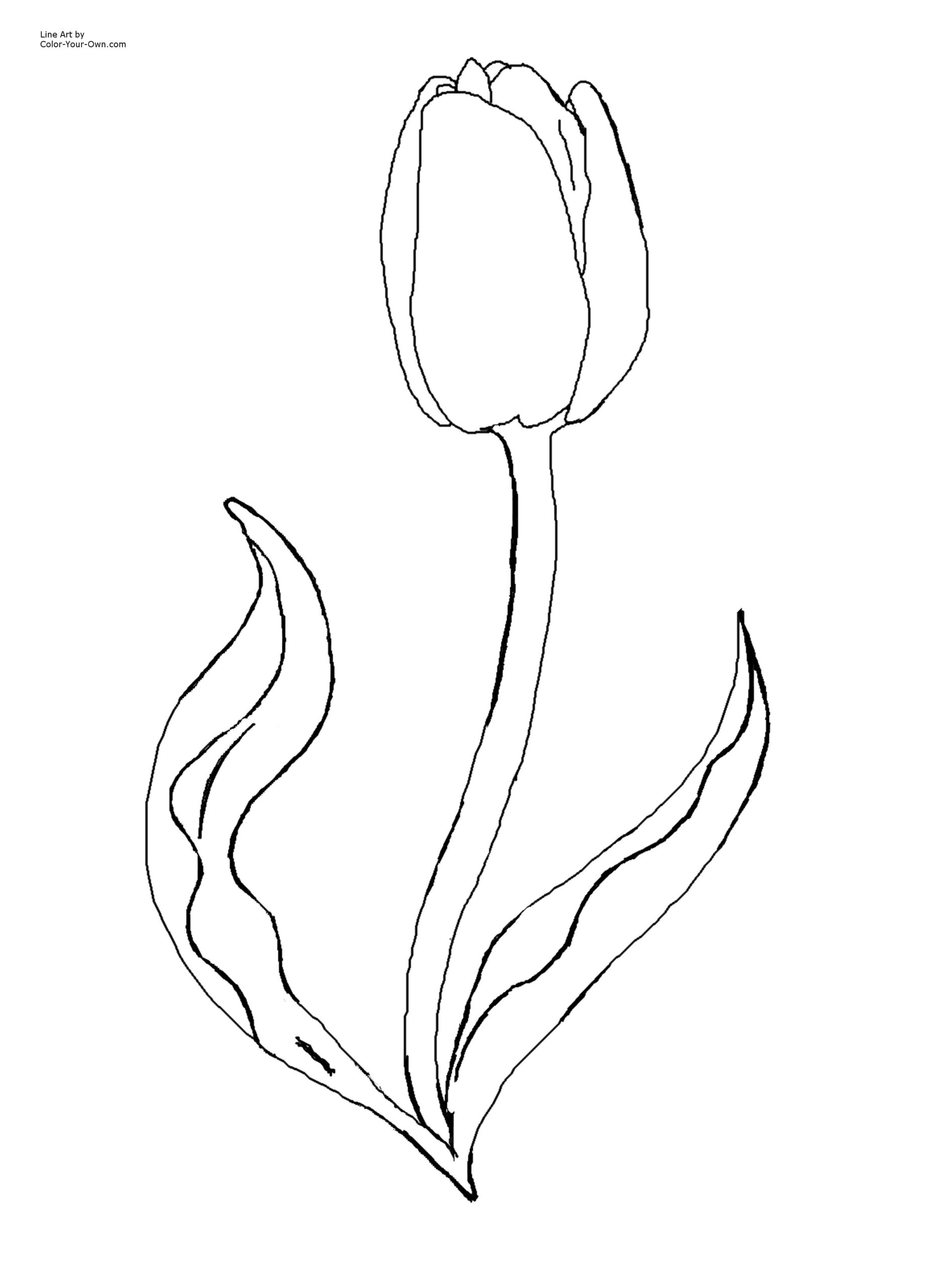 Tulip Coloring Page