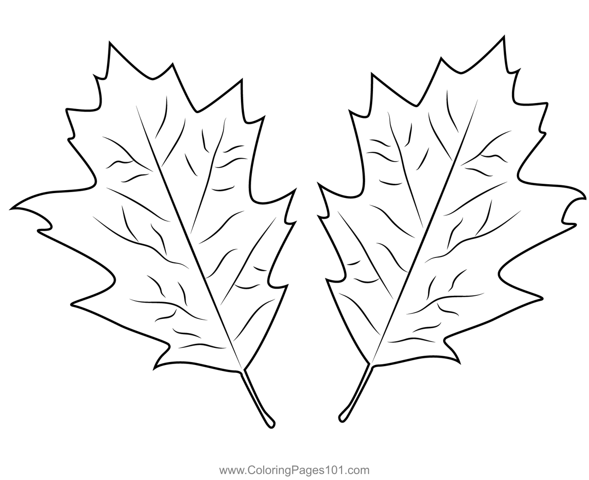 Two Autumn Leaves Coloring Page For Kids Free Leaves Printable