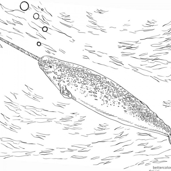 Two Cute Narwhals Coloring Pages Free Printable Coloring Pages