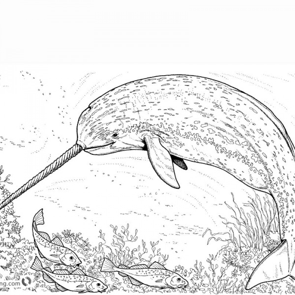 Two Cute Narwhals Coloring Pages Free Printable Coloring Pages