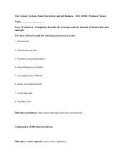 Understanding The Urinary System Structure Function And Course Hero