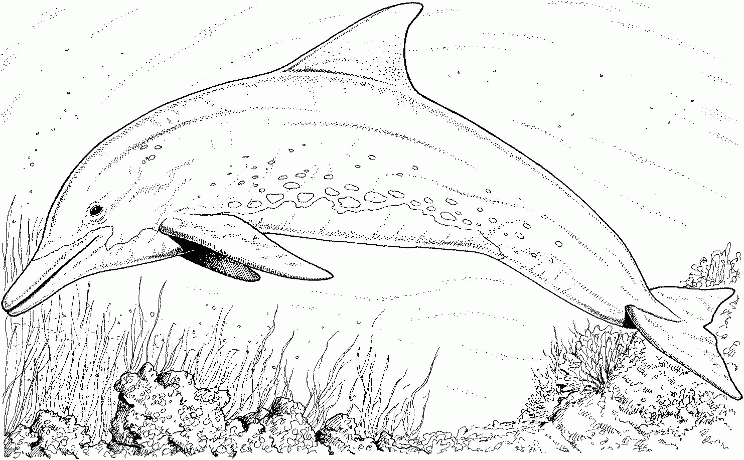 Underwater Coloring Pages Coloring Home