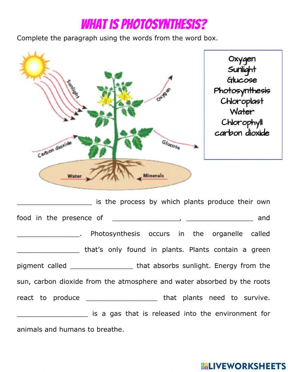 Unit 4 ATP Photosynthesis And Cellular Respiration Worksheets Library