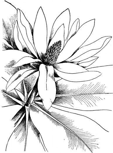 Watercolor Coloring Pages At GetColorings Free Printable