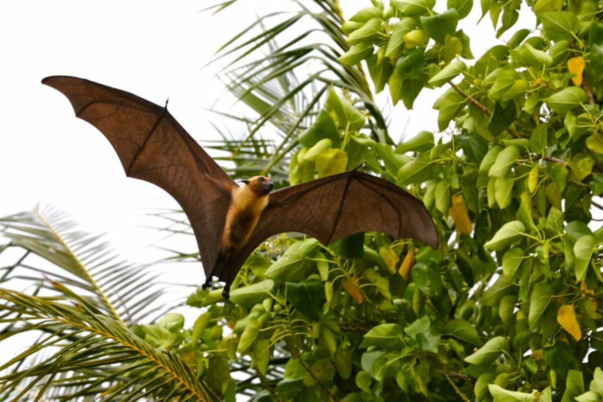 What Animals Live In Trees 7 Arboreal Species
