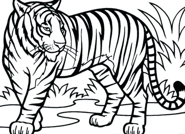 White Tiger Coloring Page At GetColorings Free Printable 