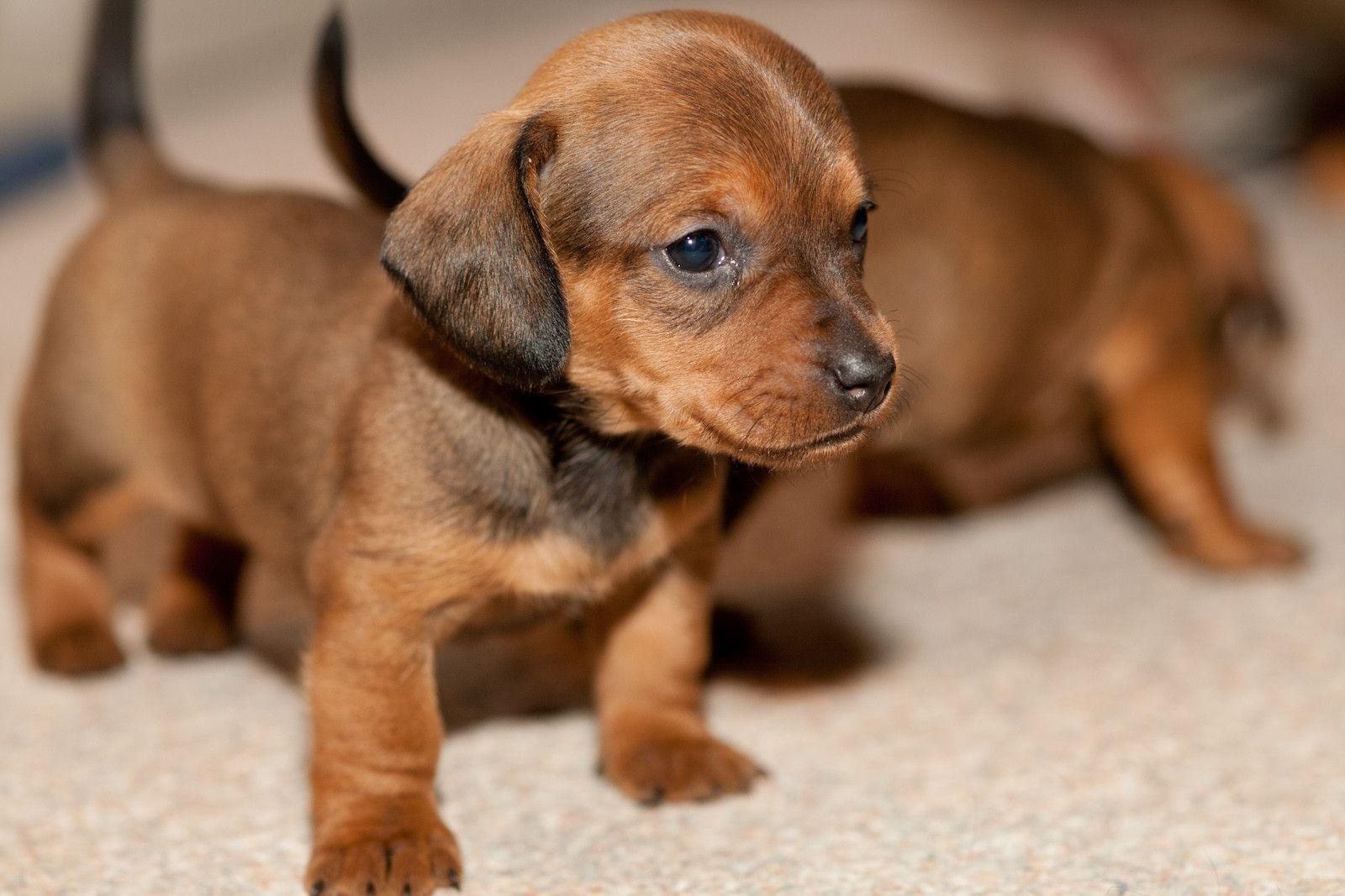 Wiener Dog Wallpapers Wallpaper Cave