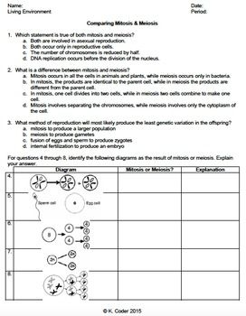 Worksheet Comparing Mitosis And Meiosis EDITABLE Worksheets Library
