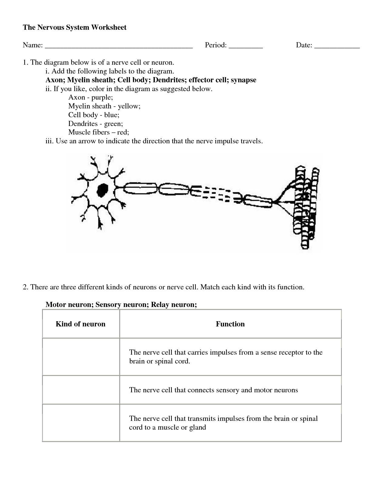 Worksheet For Nervous System Answers Printable PDF Template