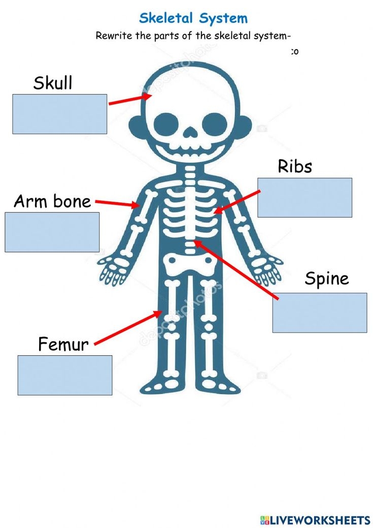 Worksheet For Skeletal System Engaging Worksheet Activities